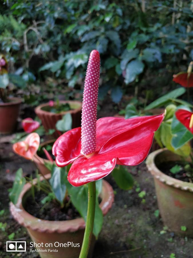 Chikmagalūr Bluebell Homestay מראה חיצוני תמונה